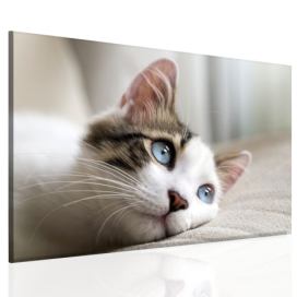 Obraz kočičí pohled Velikost (šířka x výška): 60x40 cm
