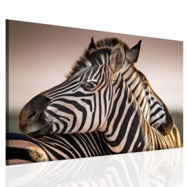Obraz zebry Velikost (šířka x výška): 60x40 cm