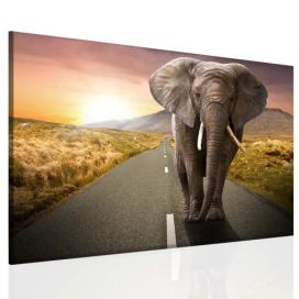 Obraz Slon na cestě Velikost (šířka x výška): 120x80 cm