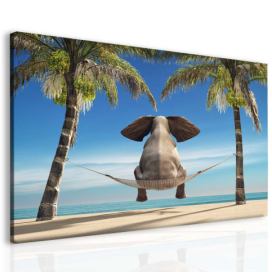 Obraz slon na pláži Velikost (šířka x výška): 80x60 cm S-obrazy.cz