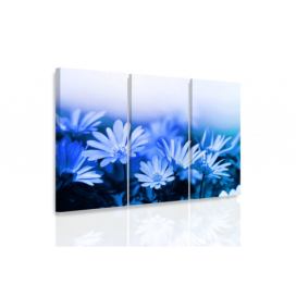 Obraz modré květy Velikost (šířka x výška): 120x80 cm