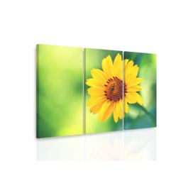 Obraz žlutý květ Velikost (šířka x výška): 120x80 cm S-obrazy.cz