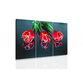 Obraz červené tulipány Velikost (šířka x výška): 120x80 cm S-obrazy.cz