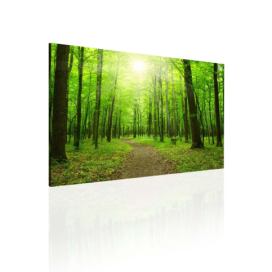 Obraz cesta lesem Velikost (šířka x výška): 120x80 cm