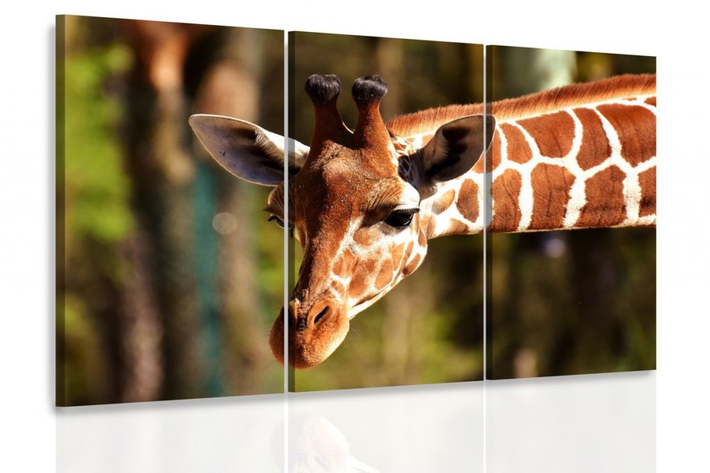 Třídílný obraz žirafa Velikost (šířka x výška): 90x60 cm - S-obrazy.cz
