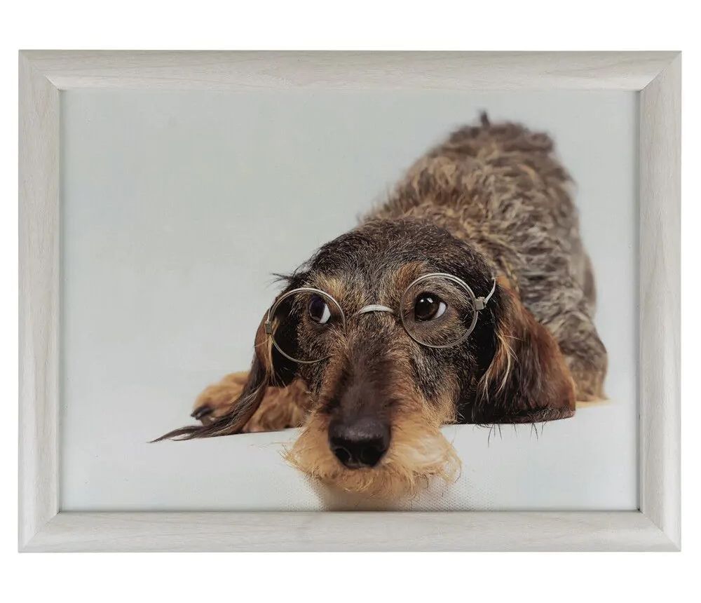 Podnos na nohy s jezevčíkem v brýlích Dachshund humour - 43*33*7cm Mars & More - LaHome - vintage dekorace