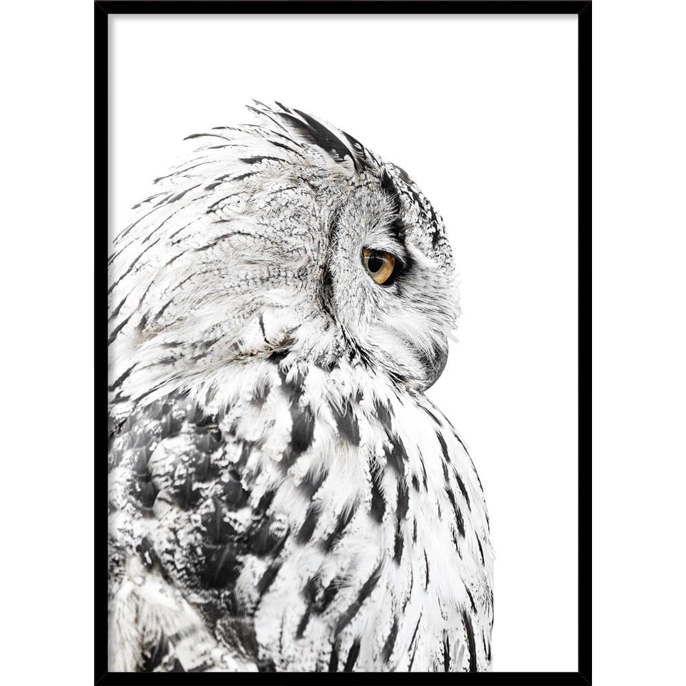 Plakát v rámu 50x70 cm Owl – Styler - Bonami.cz