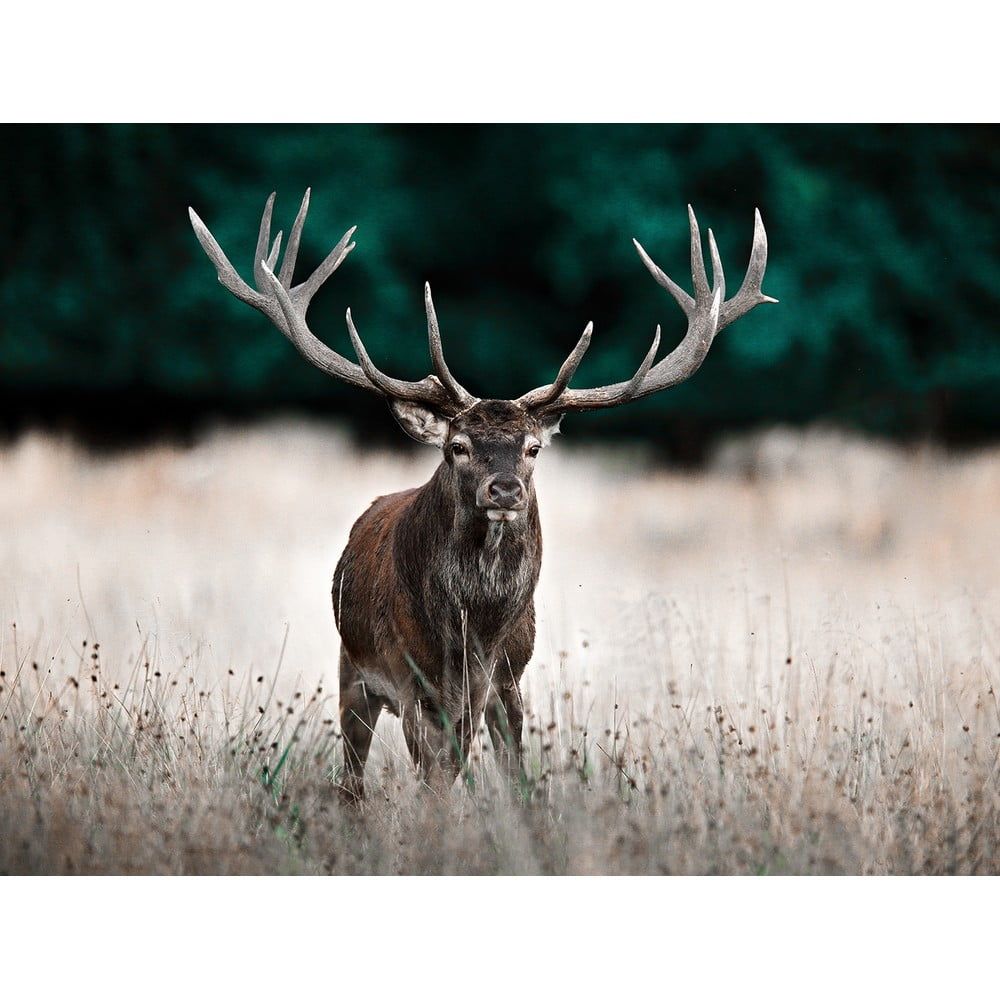 Obraz 85x113 cm Deer – Styler - Bonami.cz