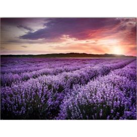 Obraz 100x70 cm Lavender Field – Wallity Bonami.cz