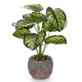 IBERGARDEN Umělá rostlina CALATHEA ORBIFOLIA, 37 cm