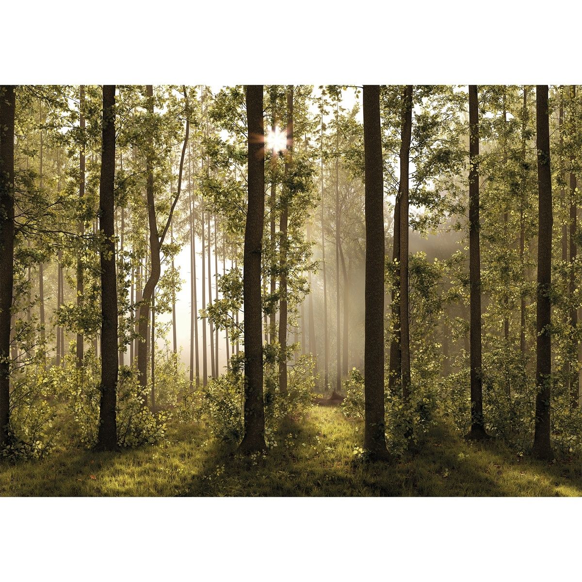 Fototapeta XXL Forest 360 x 254 cm, 4 díly - 4home.cz